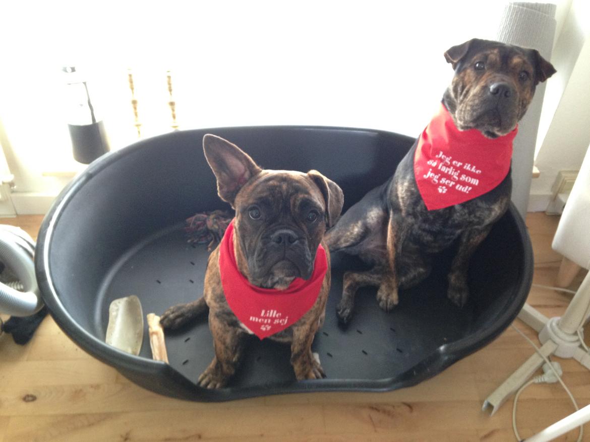 Blanding af racer Honey billede 15