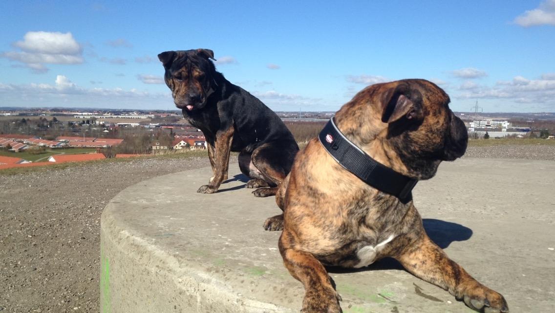 Blanding af racer Honey billede 19