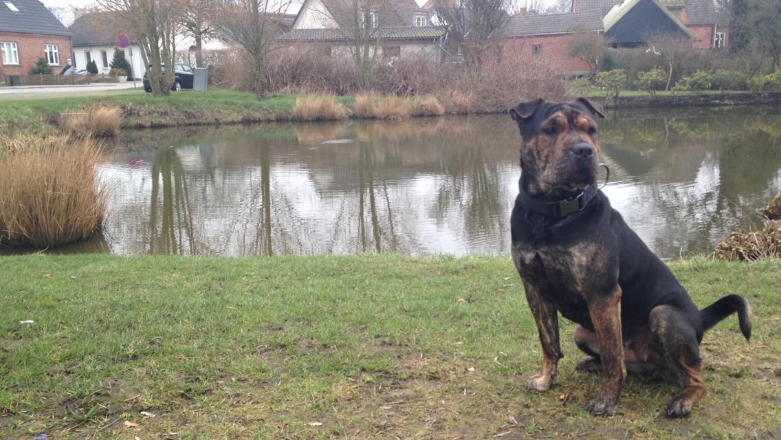 Blanding af racer Honey billede 21