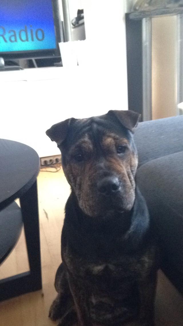 Blanding af racer Honey billede 22