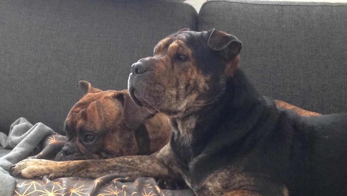 Blanding af racer Honey billede 23