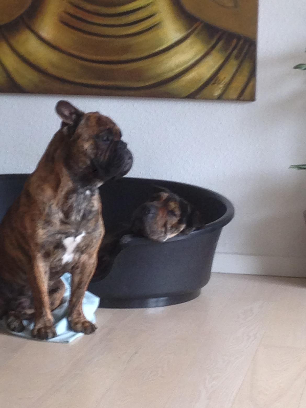 Blanding af racer Honey billede 24