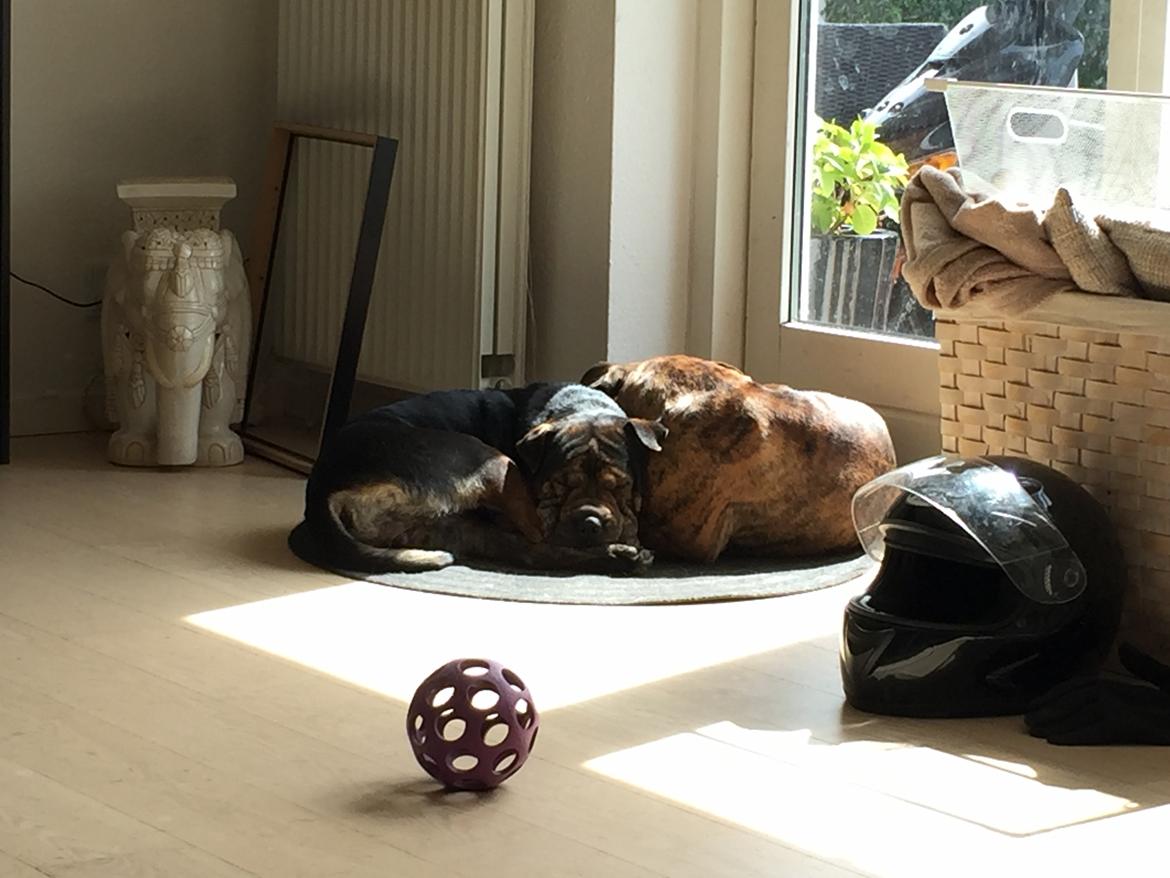 Blanding af racer Honey billede 25