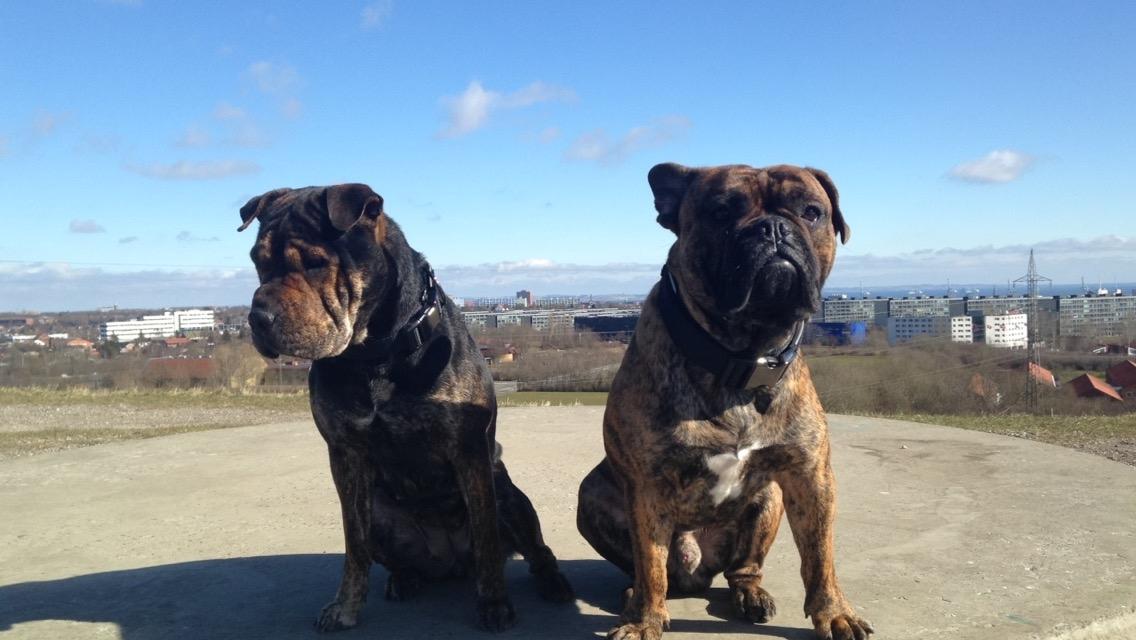 Blanding af racer Honey - Honey og Buddha på toppen af verden 😊 billede 18