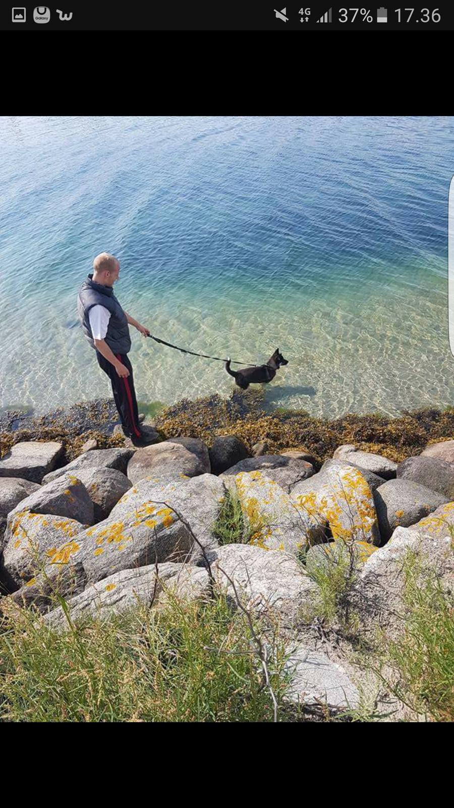 Siberian husky Cindy - Egå marina billede 16