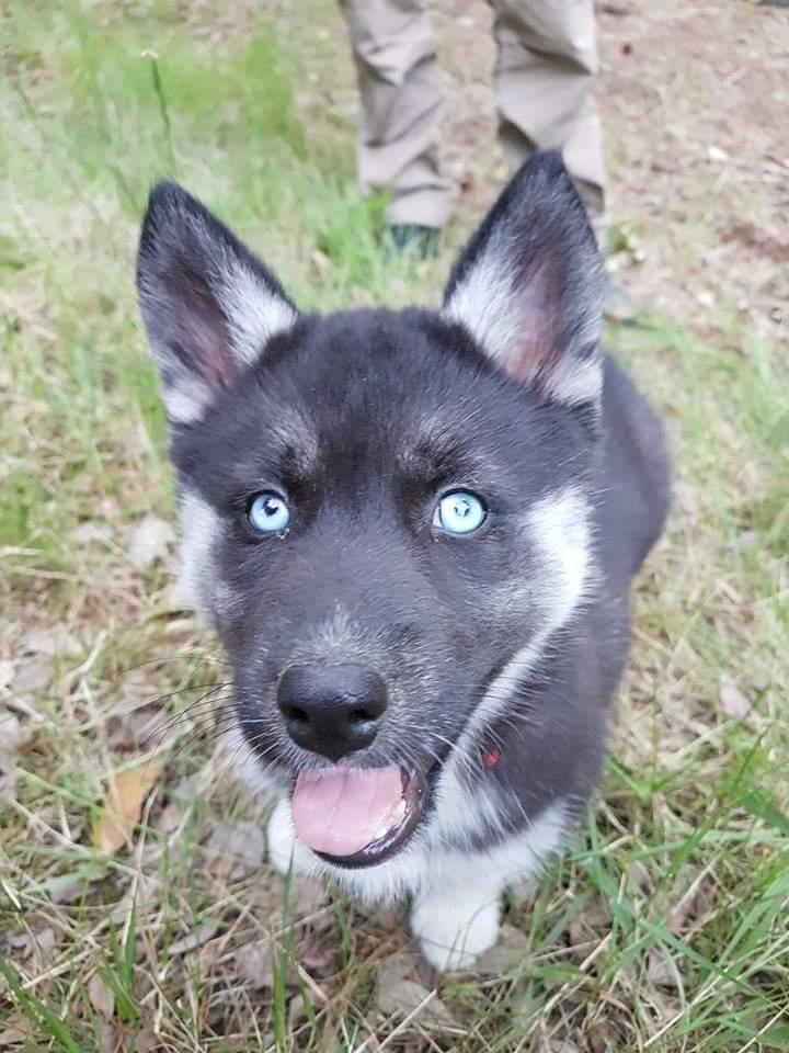 Siberian husky Cindy - På skovtur i bønnerup  billede 17