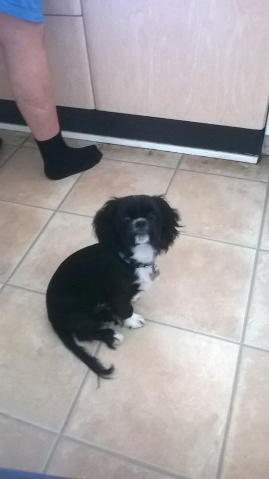 Blanding af racer Charlie billede 12