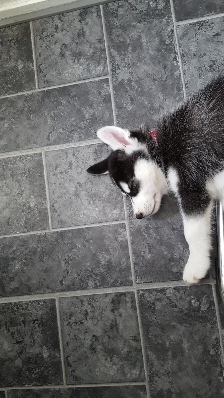 Siberian husky Laika  billede 15