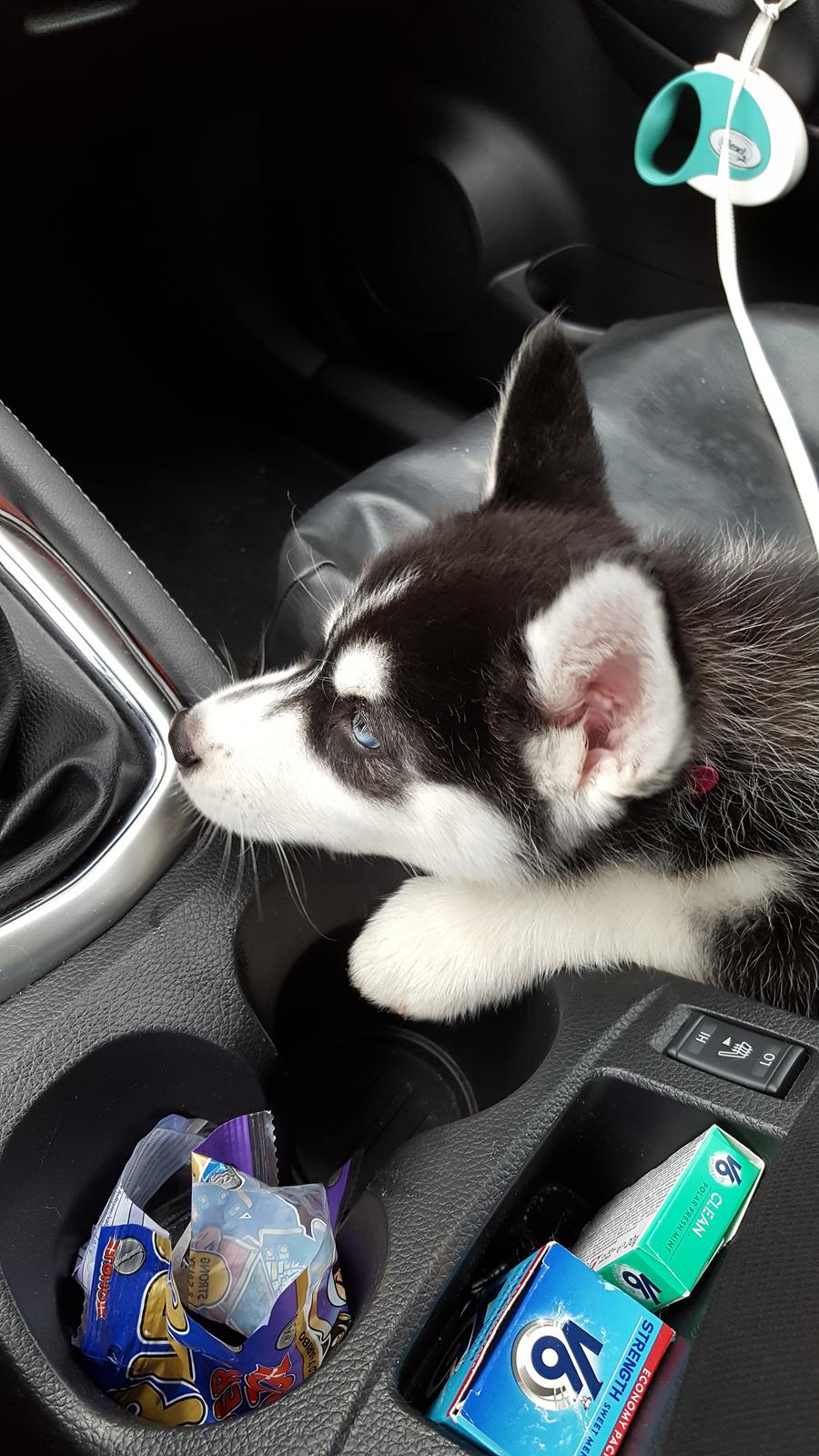 Siberian husky Laika  billede 17