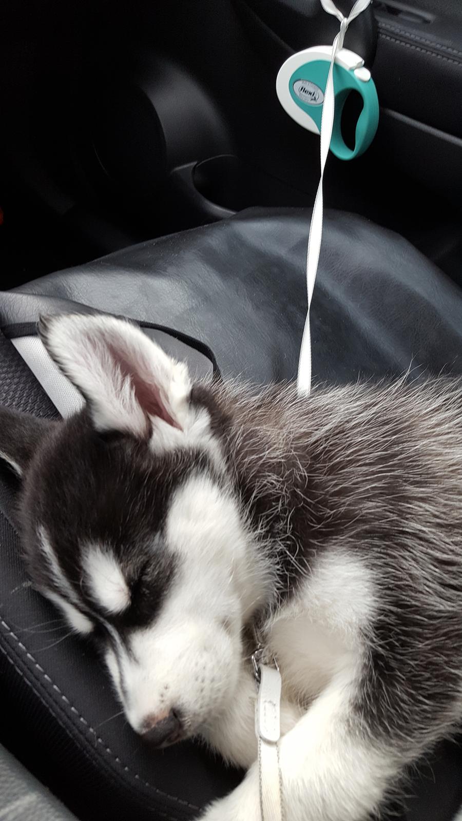 Siberian husky Laika  billede 19