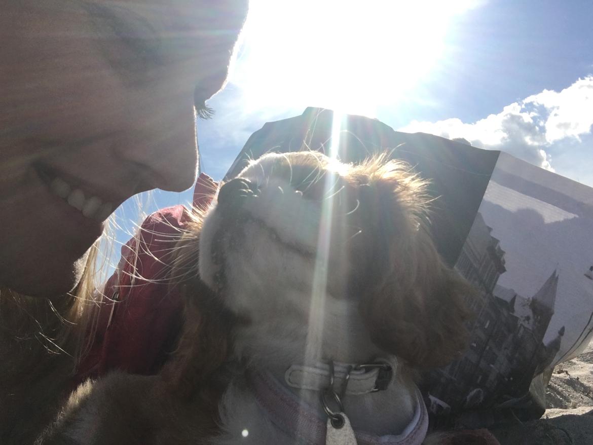 Cavalier king charles spaniel Clara billede 19