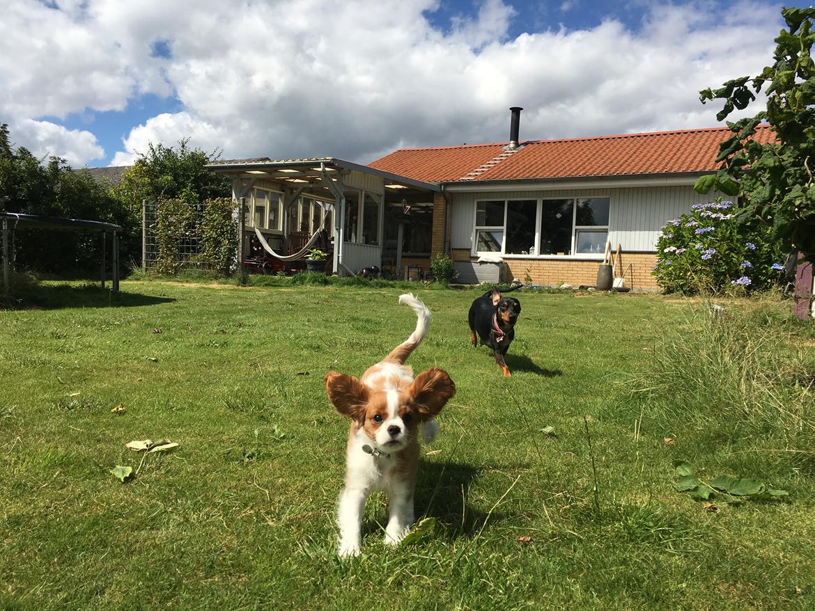 Cavalier king charles spaniel Clara billede 22