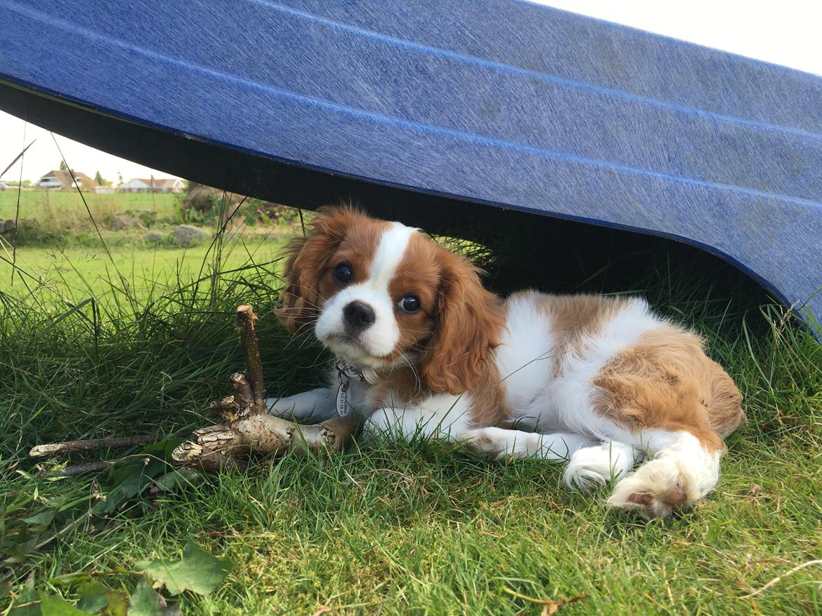 Cavalier king charles spaniel Clara billede 23