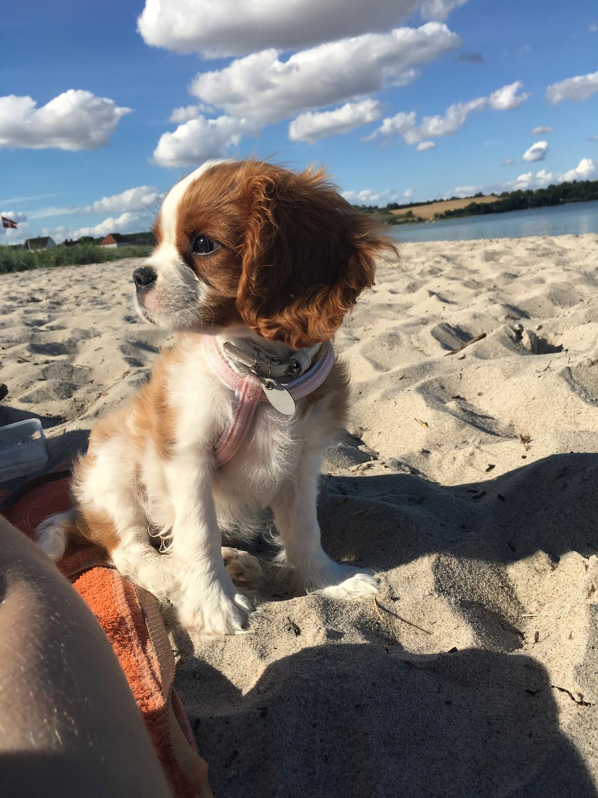 Cavalier king charles spaniel Clara billede 20