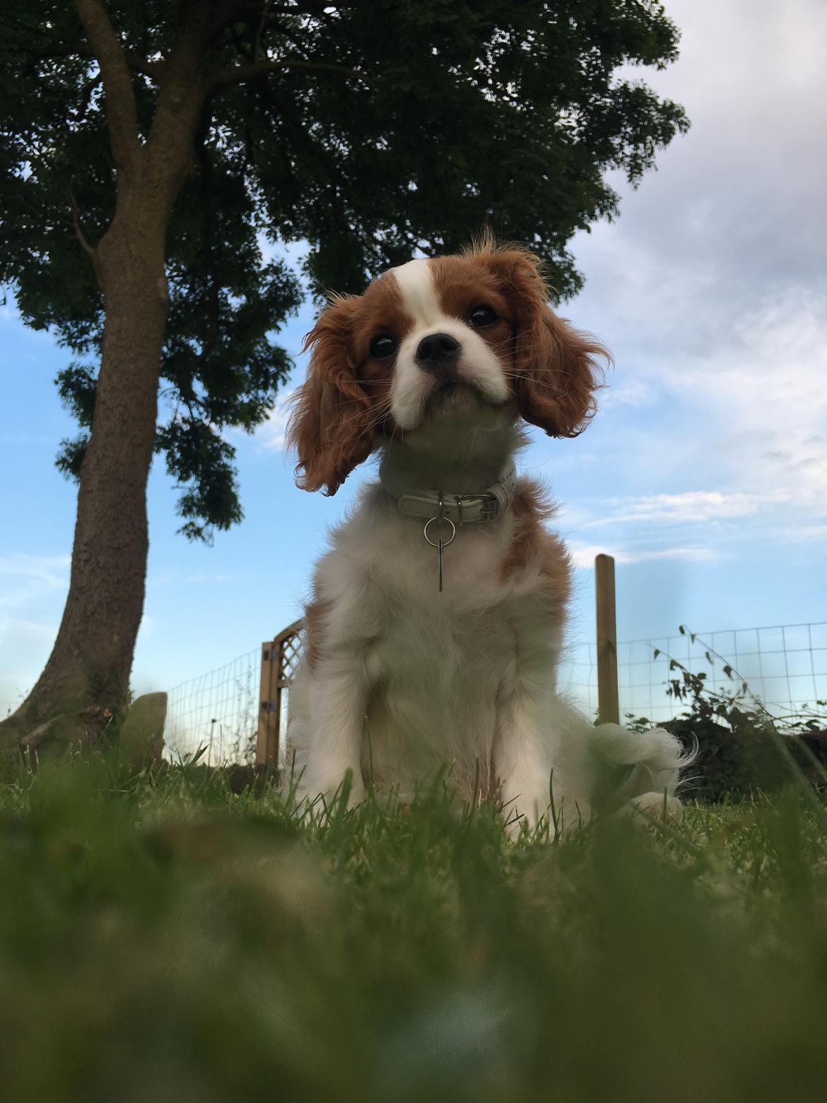 Cavalier king charles spaniel Clara billede 25