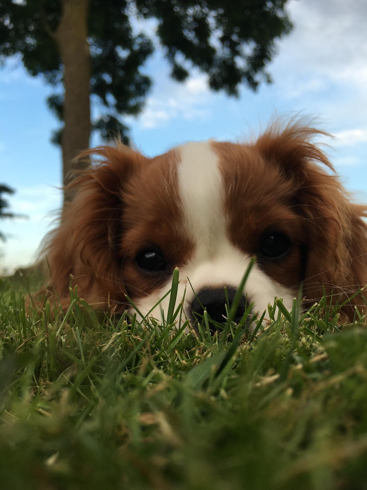 Cavalier king charles spaniel Clara billede 26