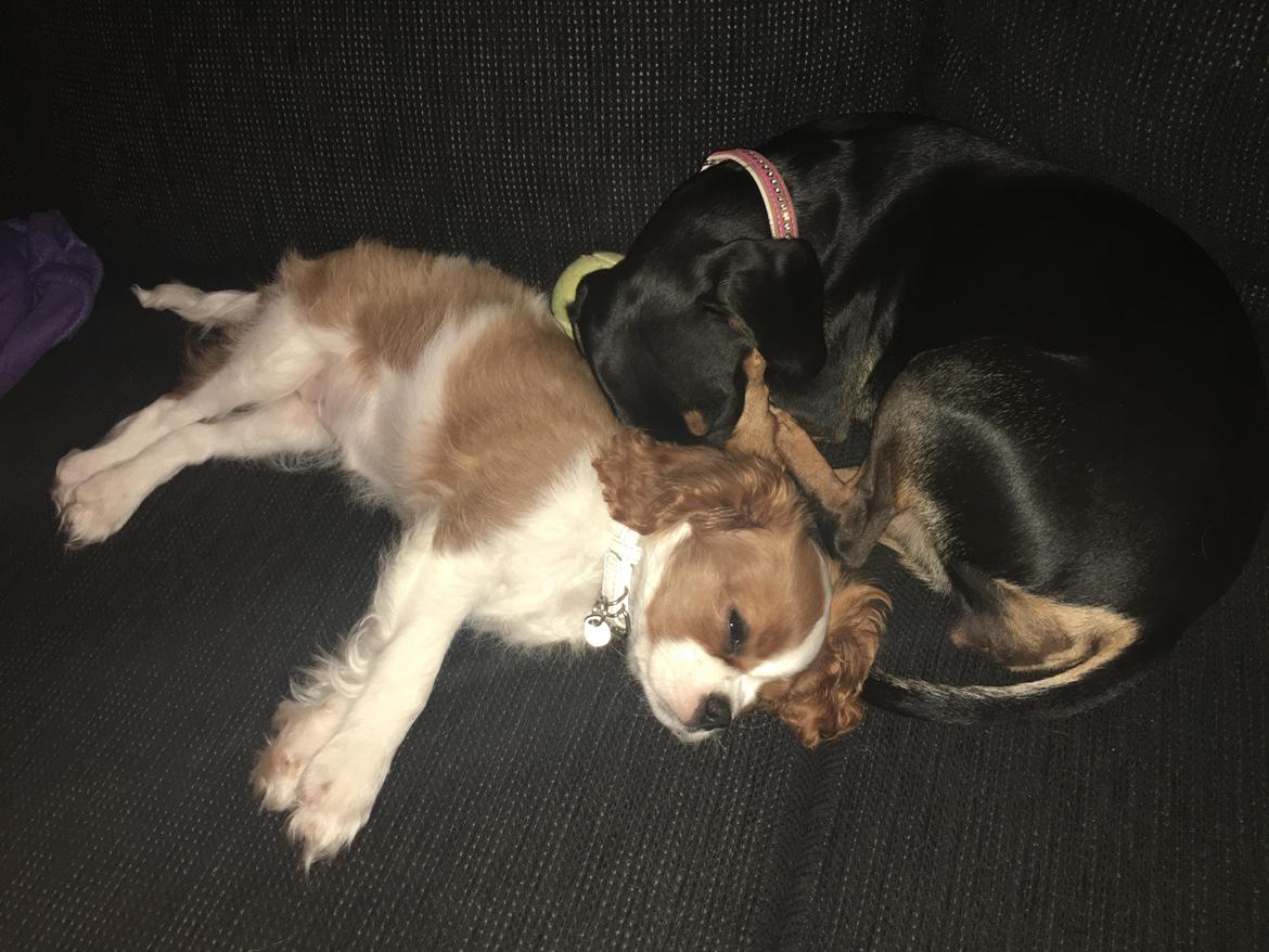 Cavalier king charles spaniel Clara billede 27