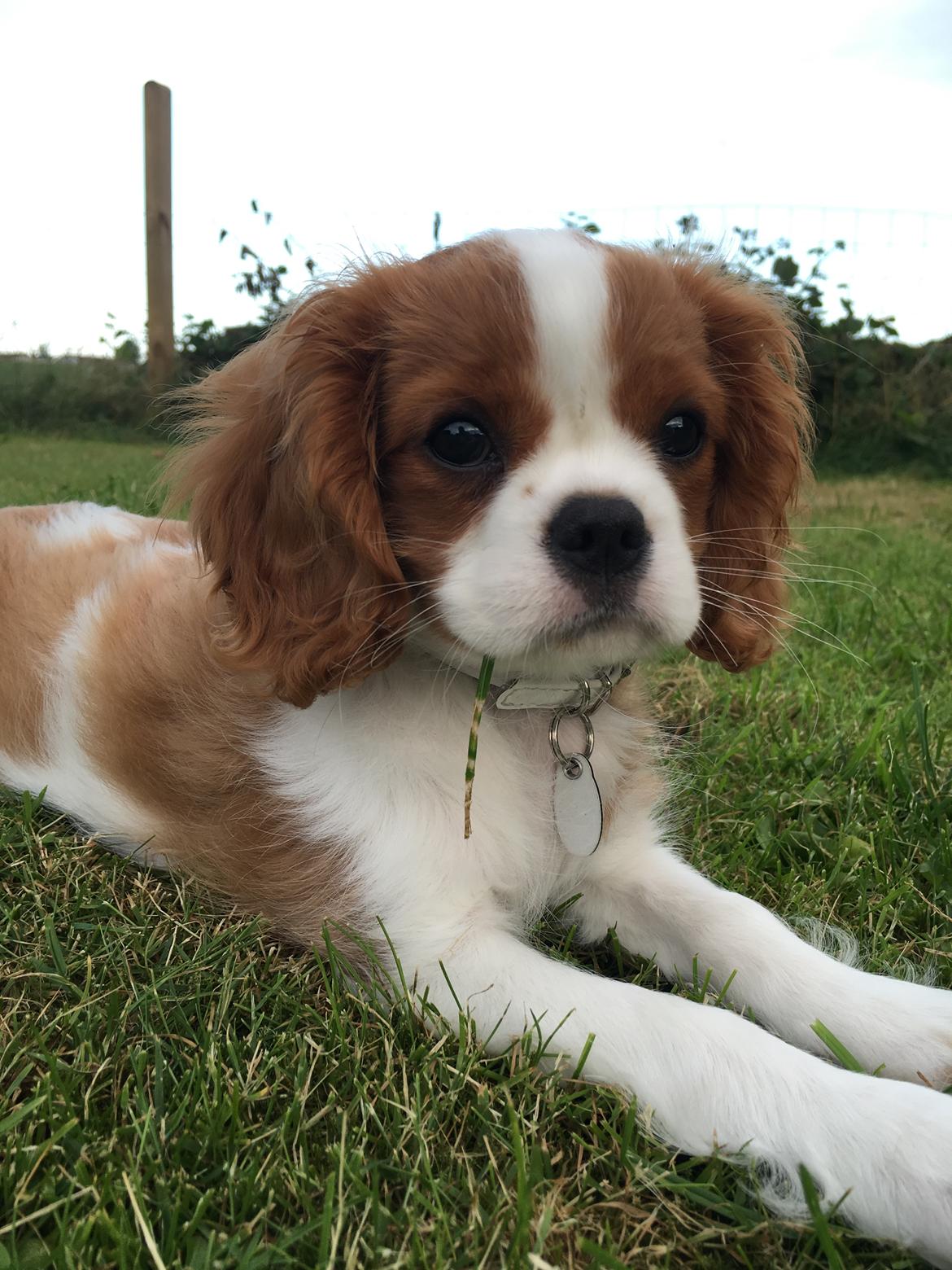 Cavalier king charles spaniel Clara billede 24