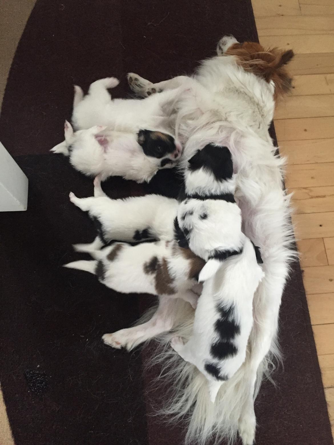 Papillon Lima billede 1