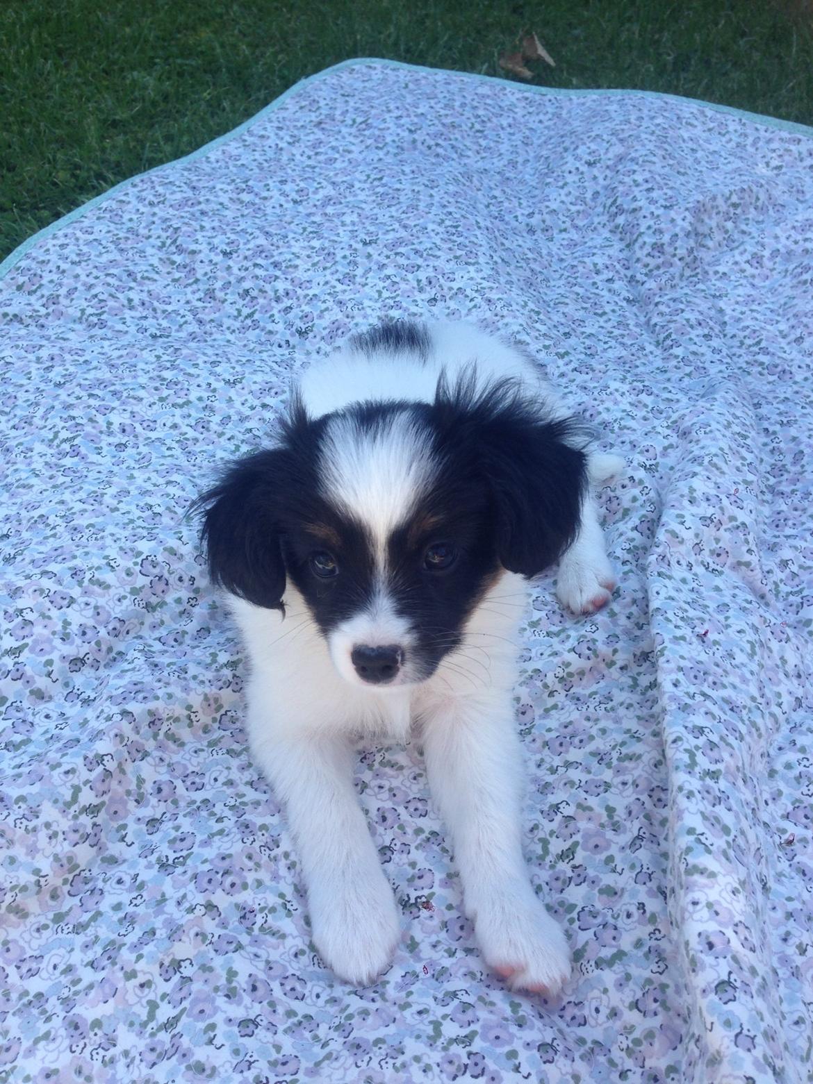 Papillon Lima billede 3