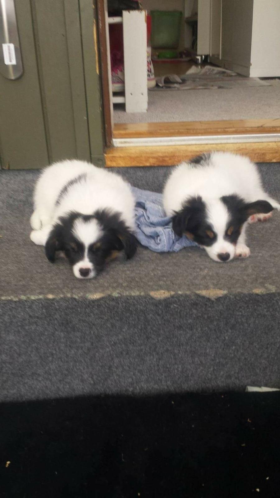 Papillon Lima billede 4