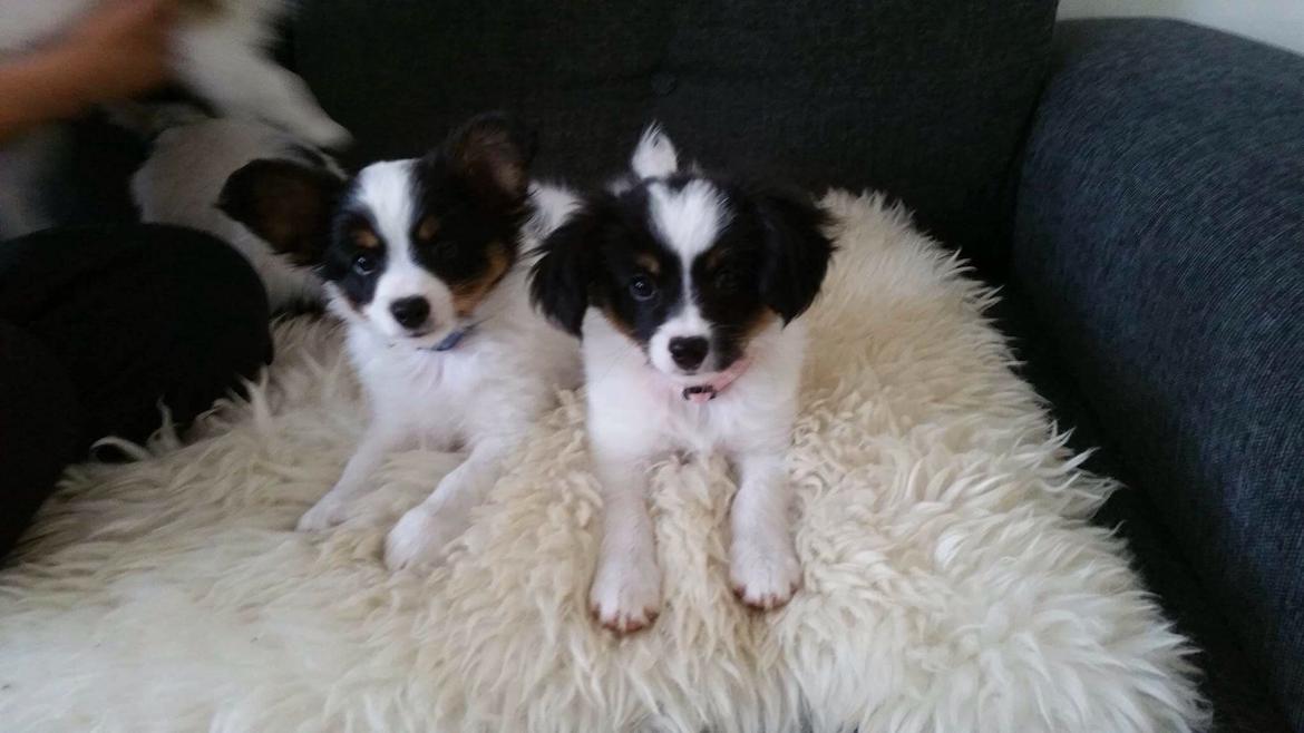 Papillon Lima billede 5