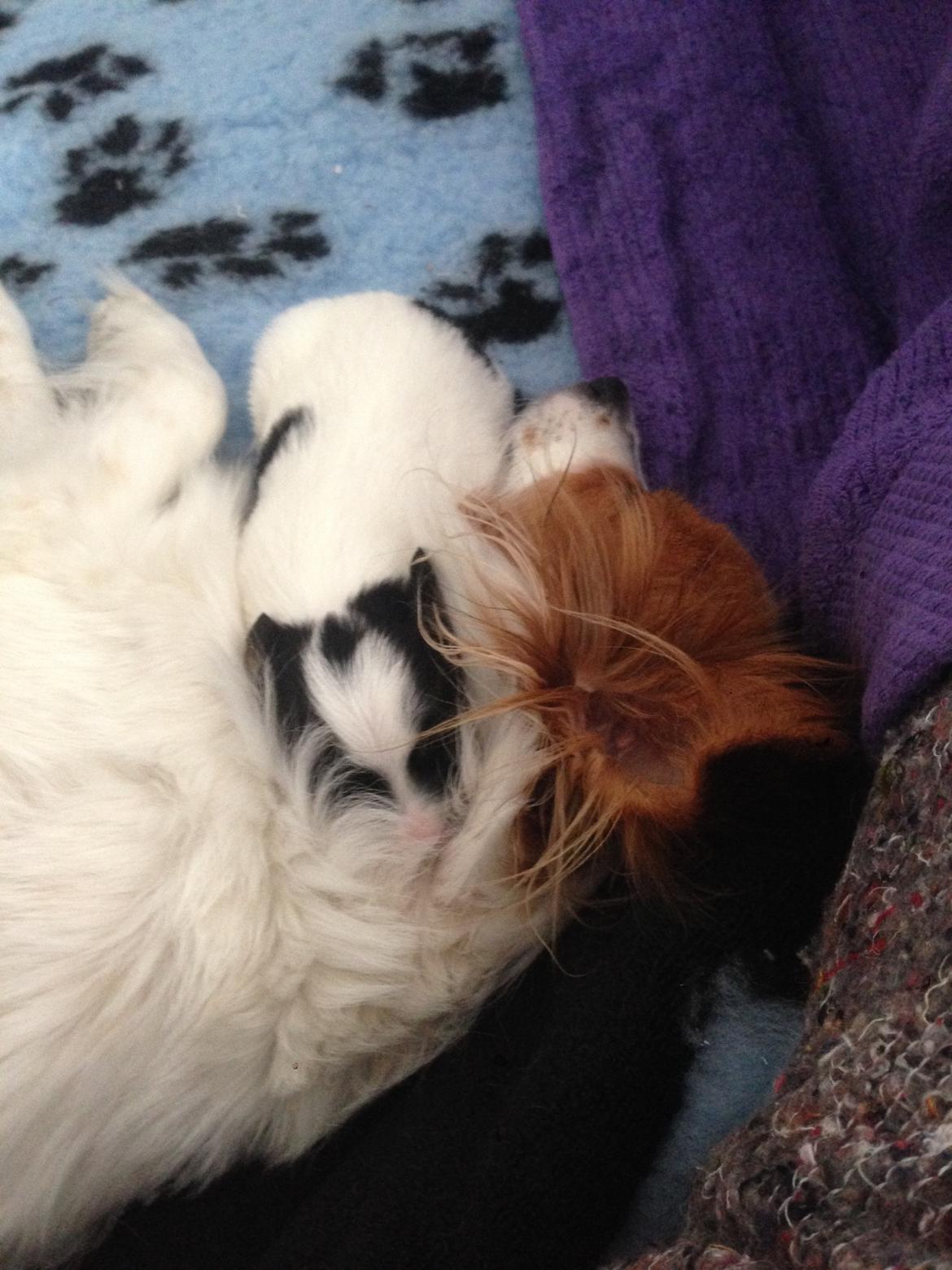 Papillon Lima billede 2