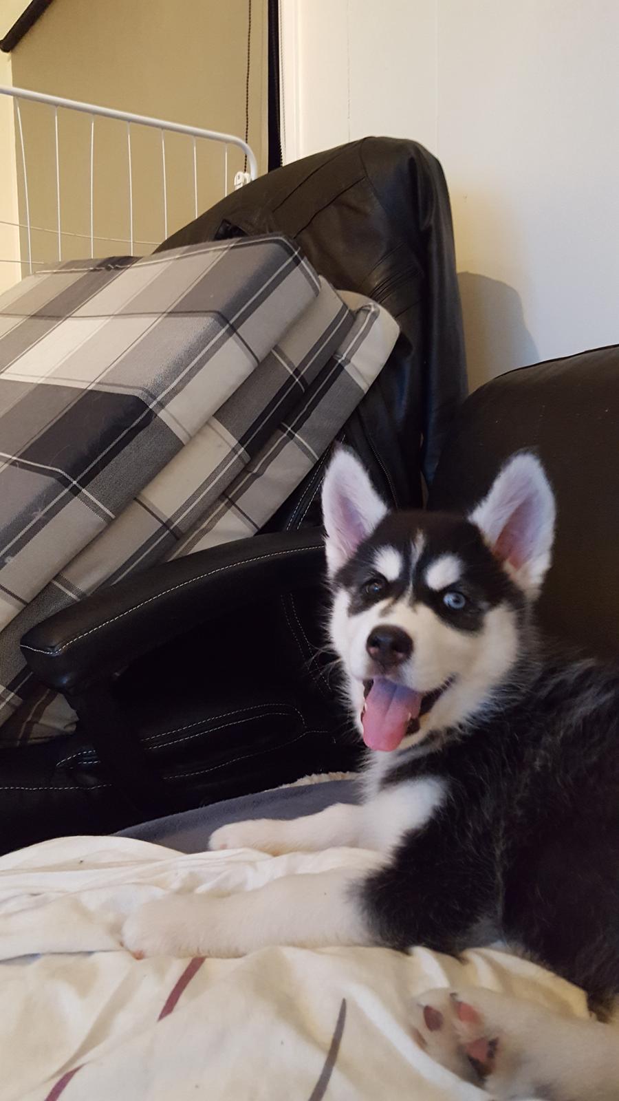 Siberian husky Laika  billede 20