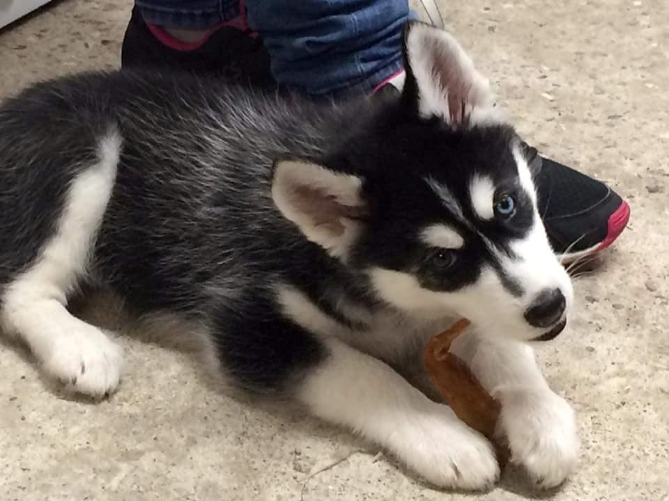Siberian husky Laika  billede 1