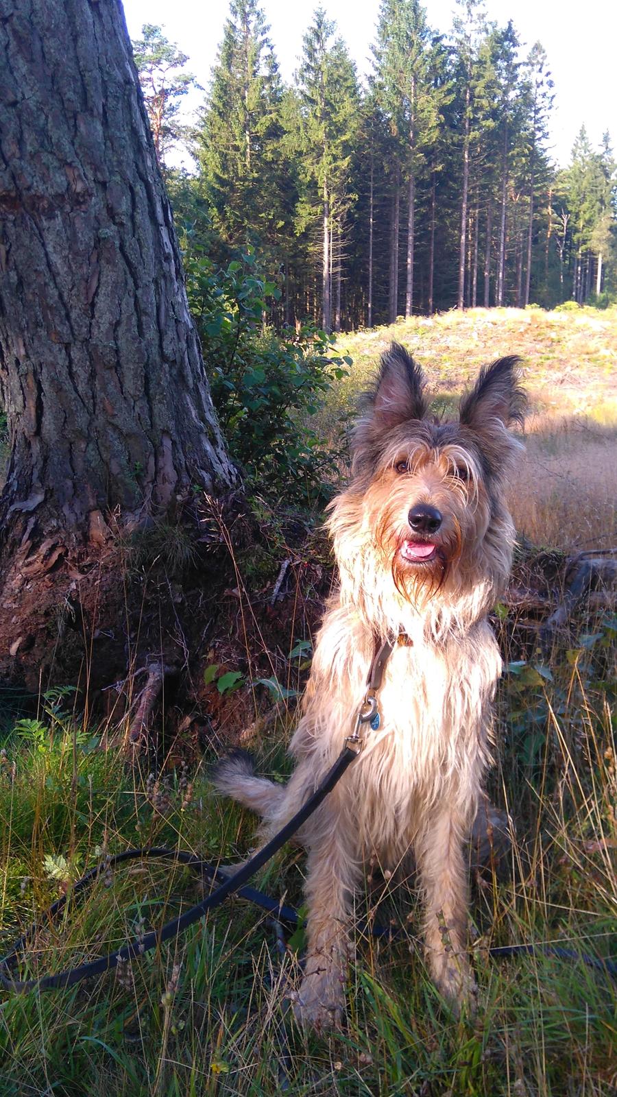 Picard Harald (Atengaflu`s Ejner-Äbwy billede 1