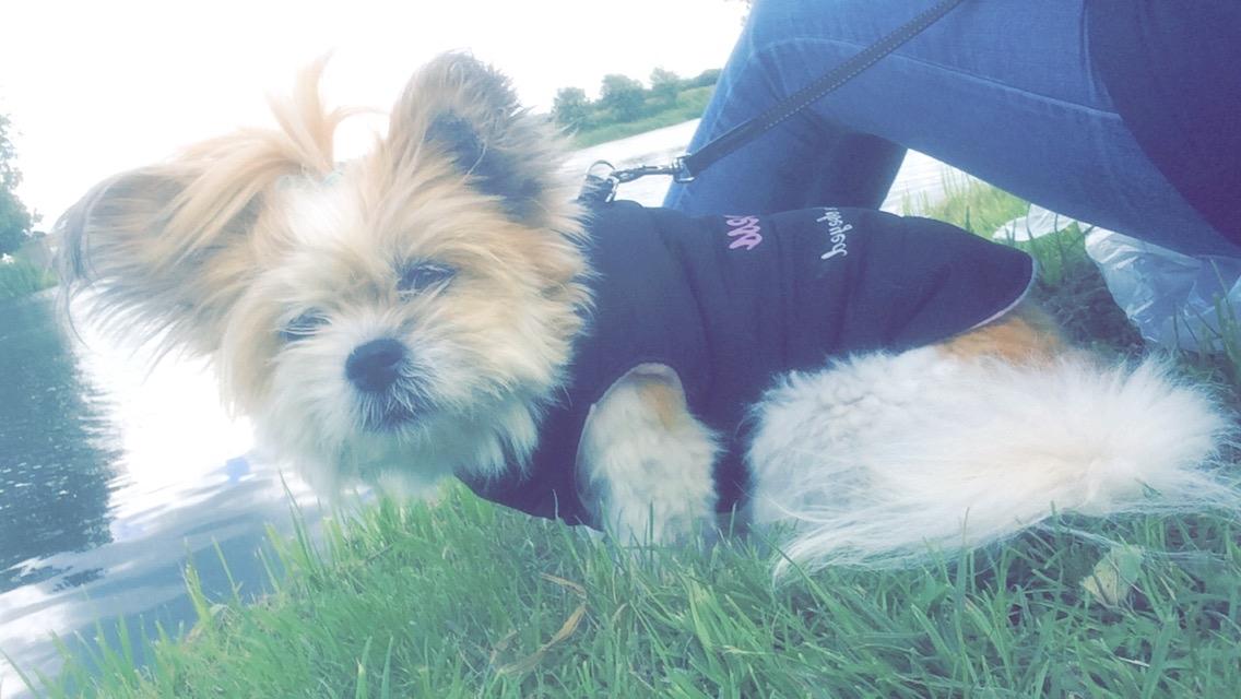 Blanding af racer Bella  billede 1