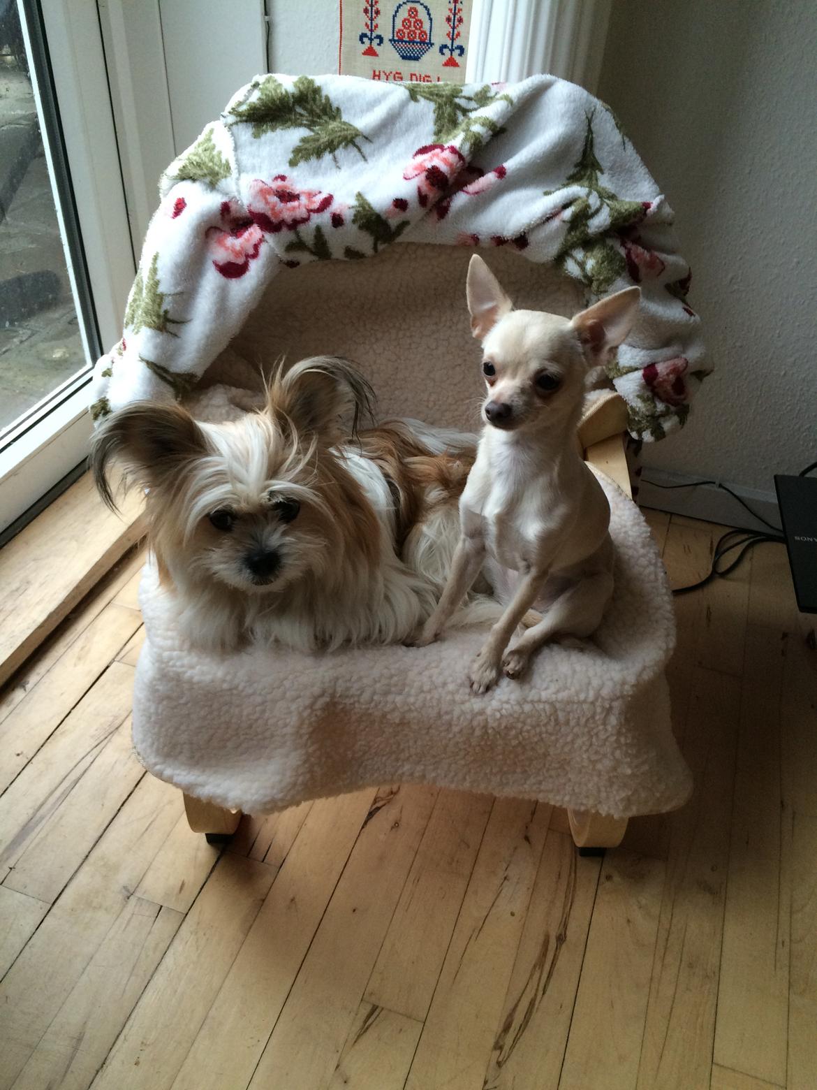 Blanding af racer Bella  - De bedste venner 😍😍 billede 3