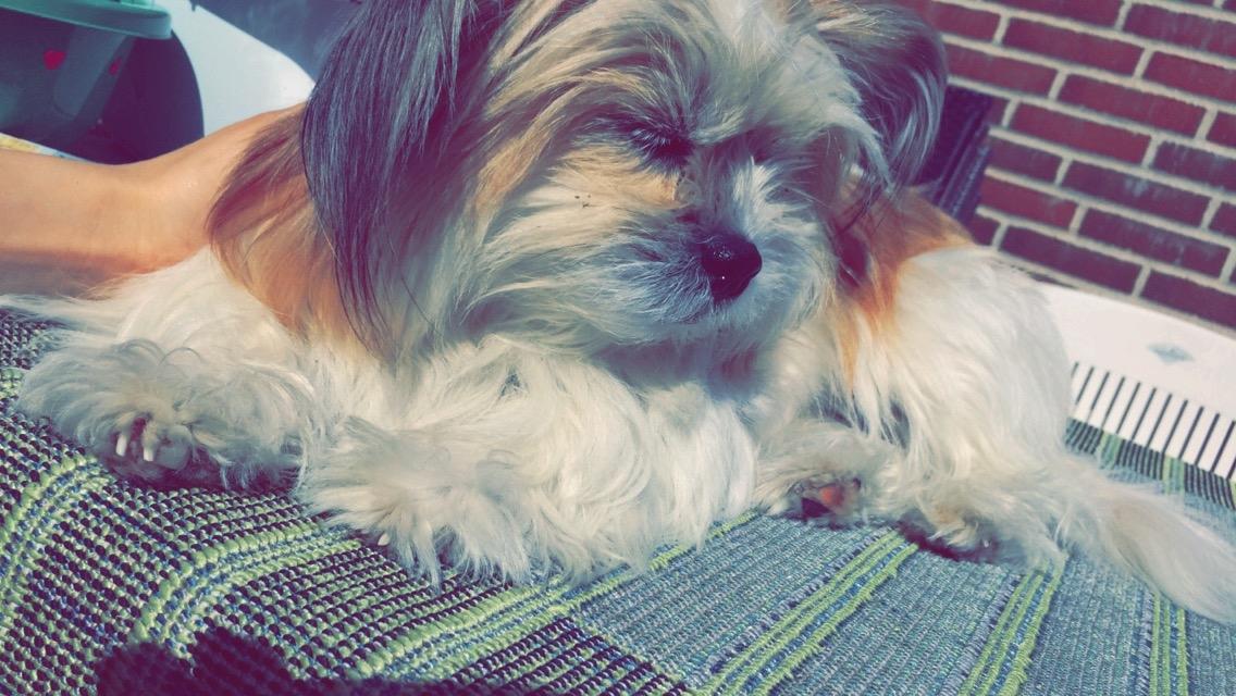 Blanding af racer Bella  - Nyder solen  billede 4