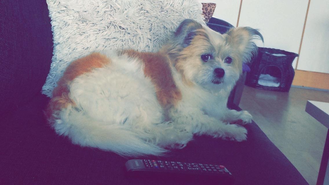 Blanding af racer Bella  billede 5