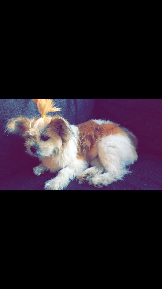 Blanding af racer Bella  billede 6