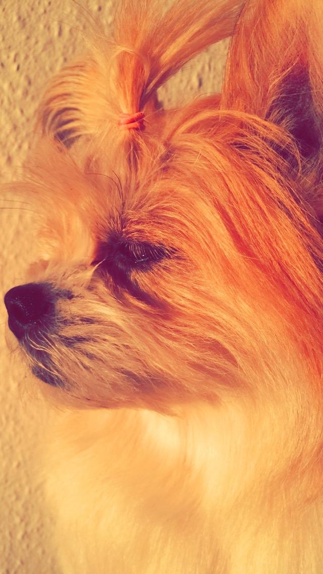 Blanding af racer Bella  billede 7