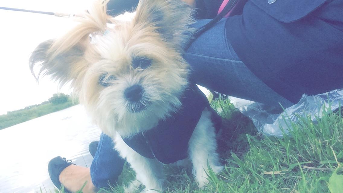 Blanding af racer Bella  billede 2