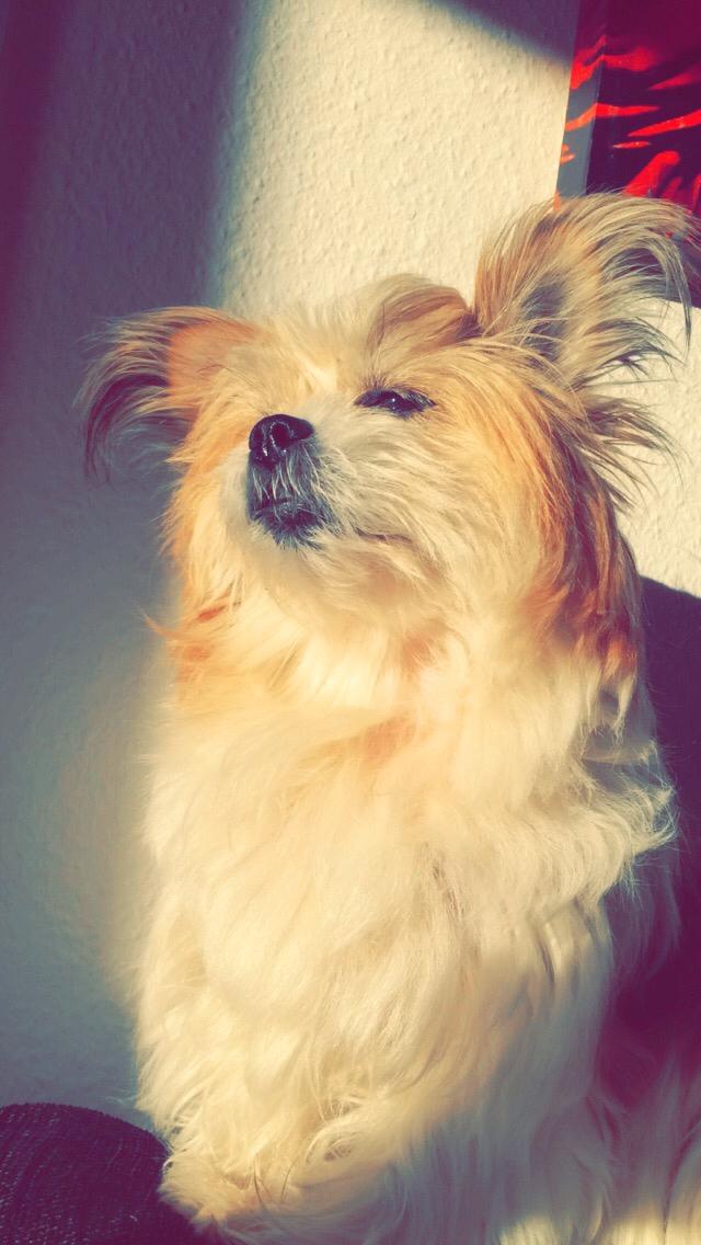 Blanding af racer Bella  billede 9