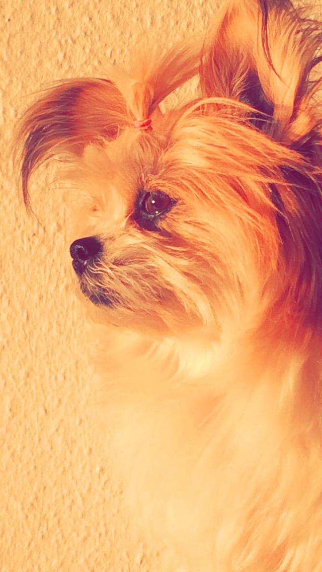 Blanding af racer Bella  billede 10