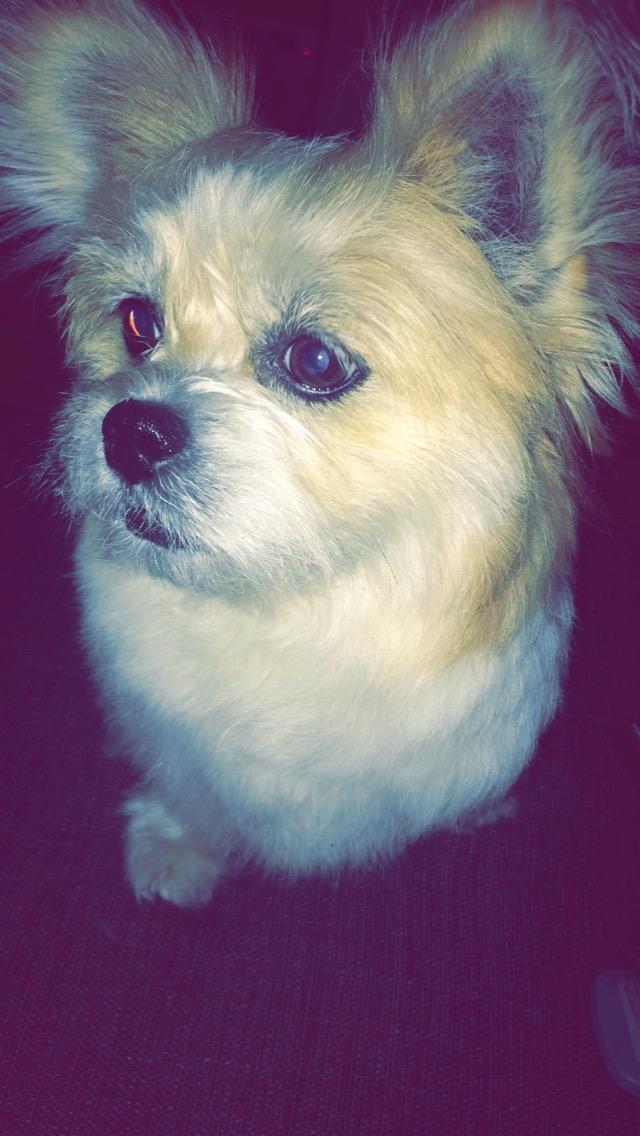 Blanding af racer Bella  billede 11