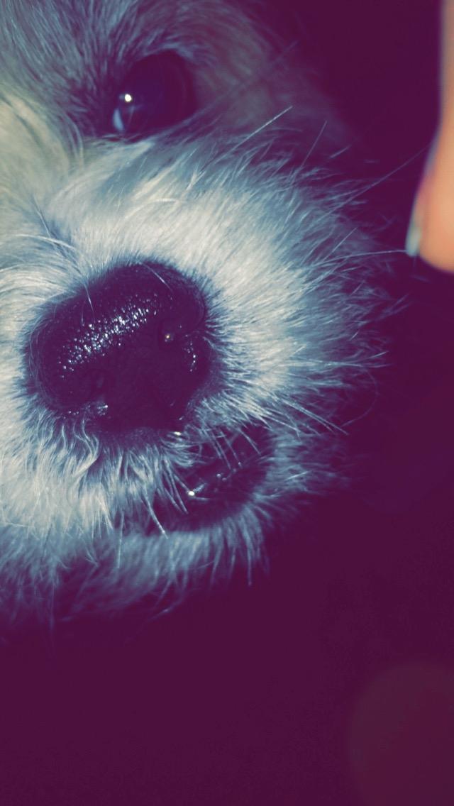 Blanding af racer Bella  billede 12