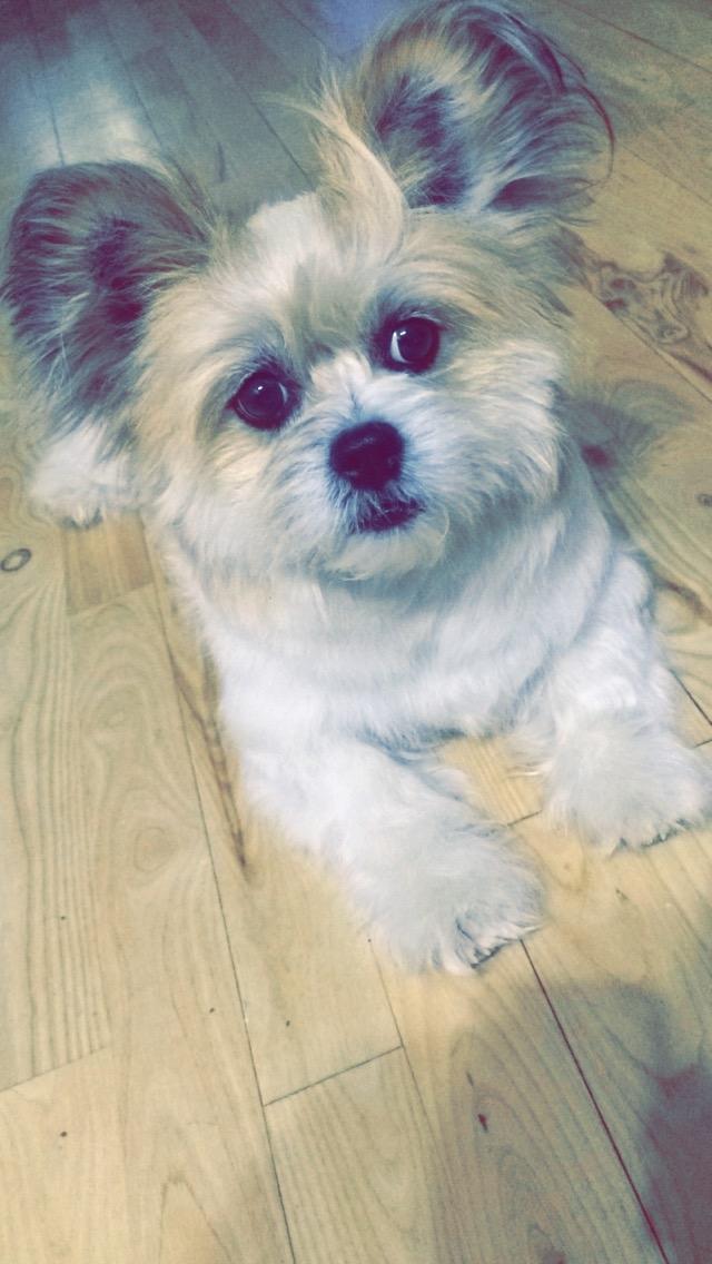 Blanding af racer Bella  billede 13