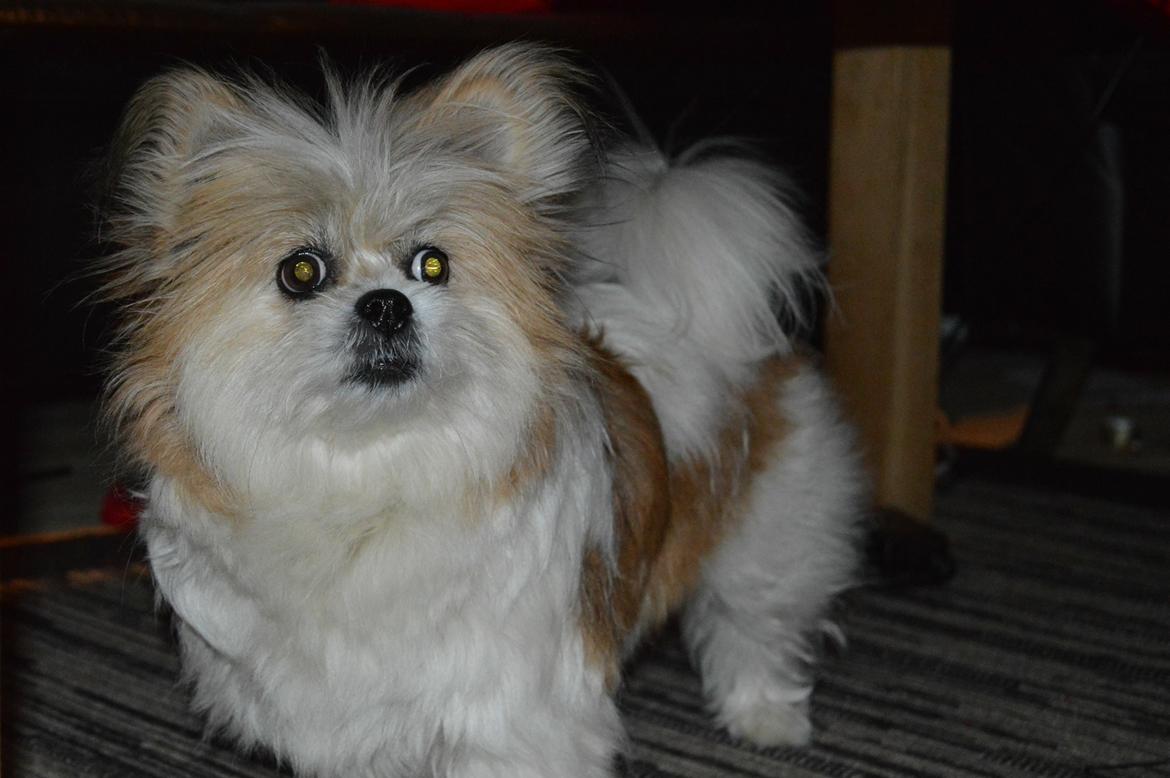 Blanding af racer Bella  billede 14