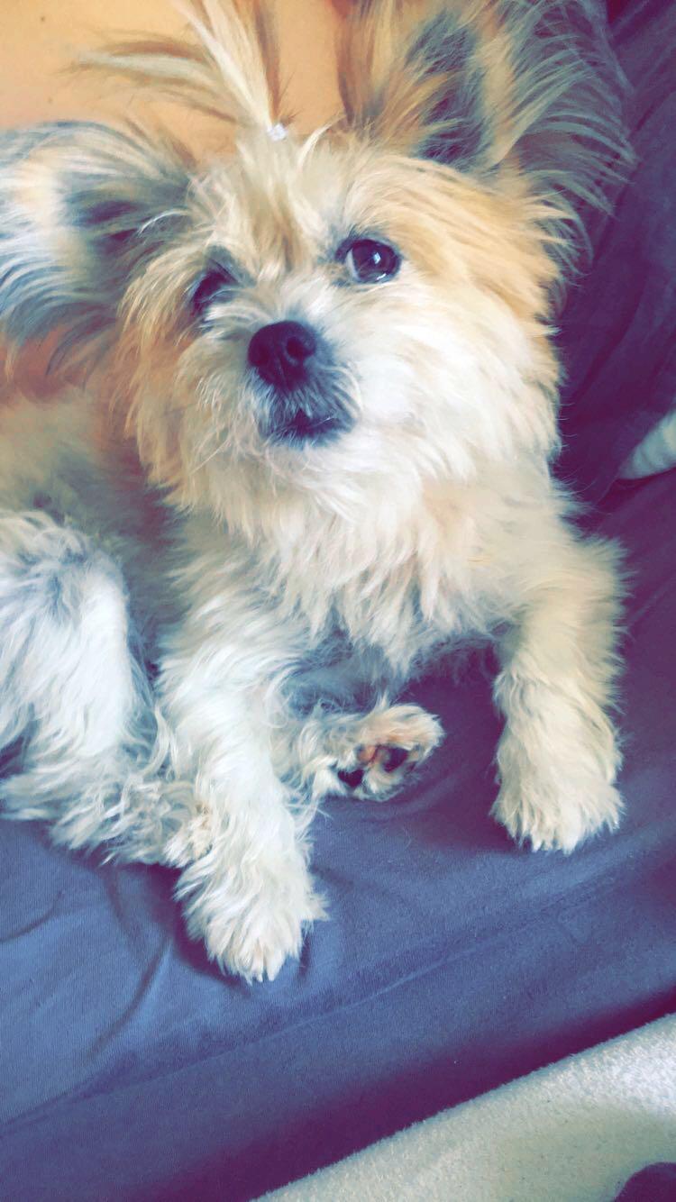 Blanding af racer Bella  billede 15