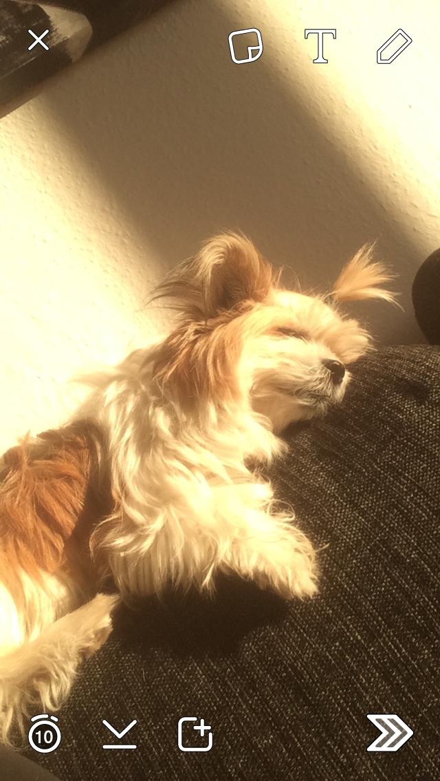 Blanding af racer Bella  billede 16