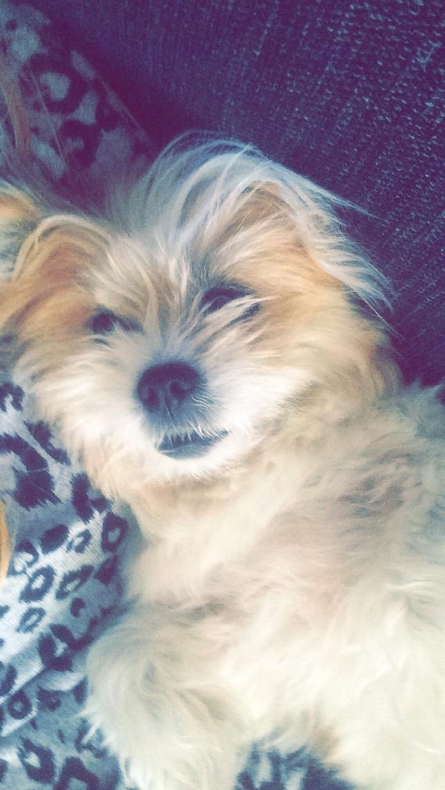 Blanding af racer Bella  billede 17