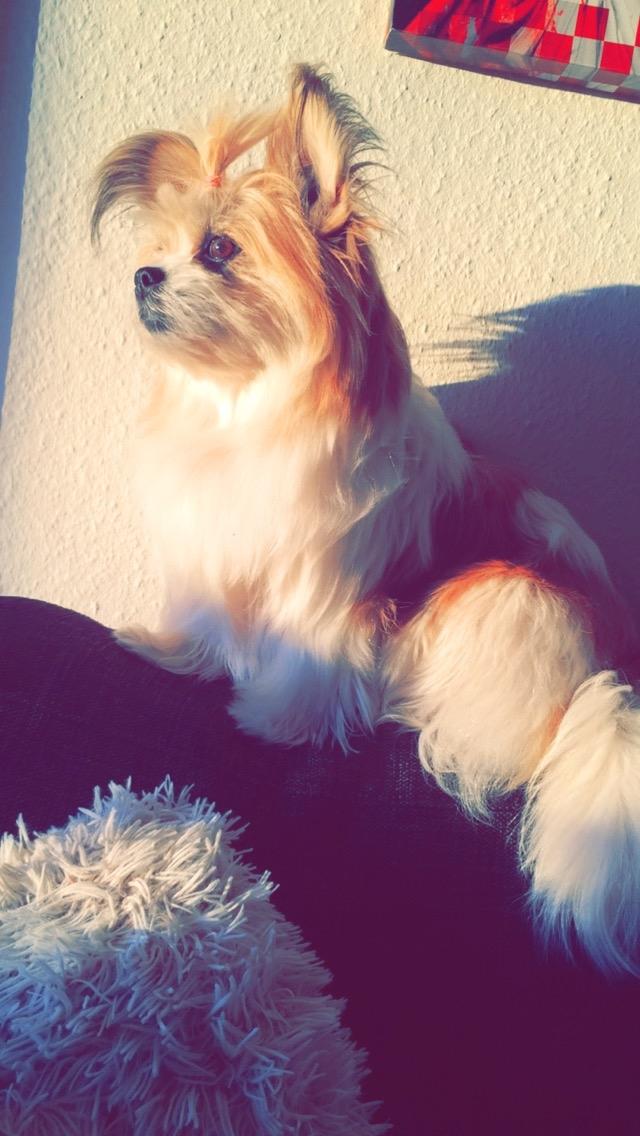 Blanding af racer Bella  billede 8