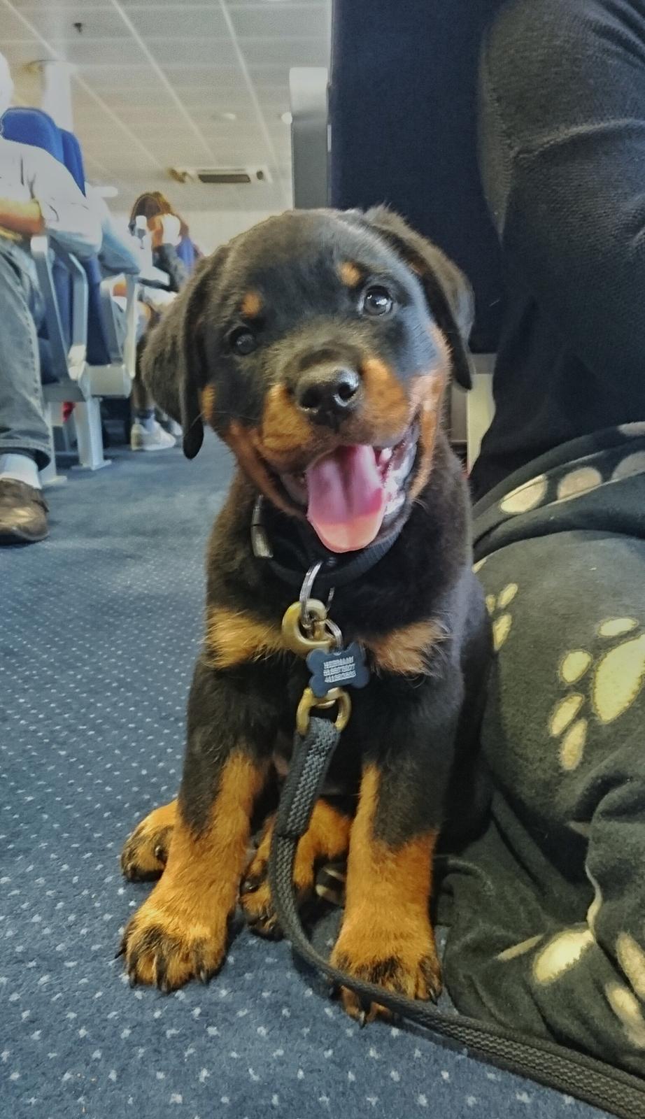 Rottweiler Herman  billede 9