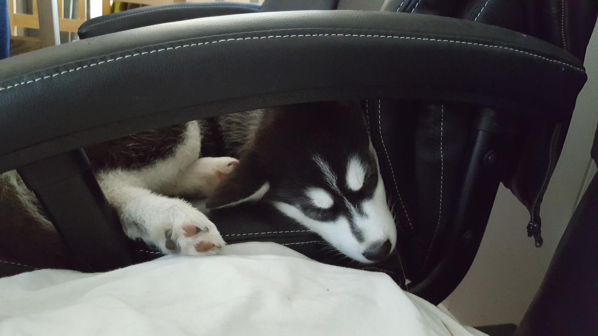 Siberian husky Laika  billede 25