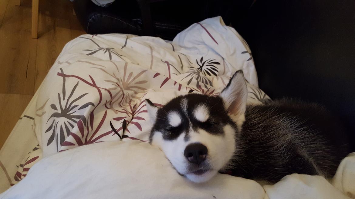 Siberian husky Laika  billede 26